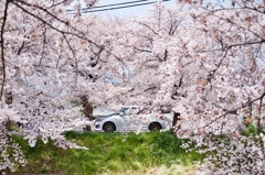 奈良県某所の桜並木にて