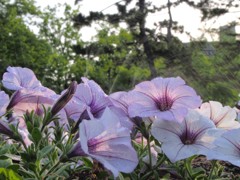 花の水浴び