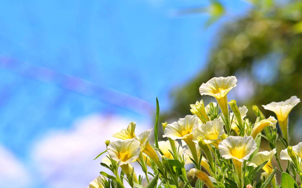 なんの花？