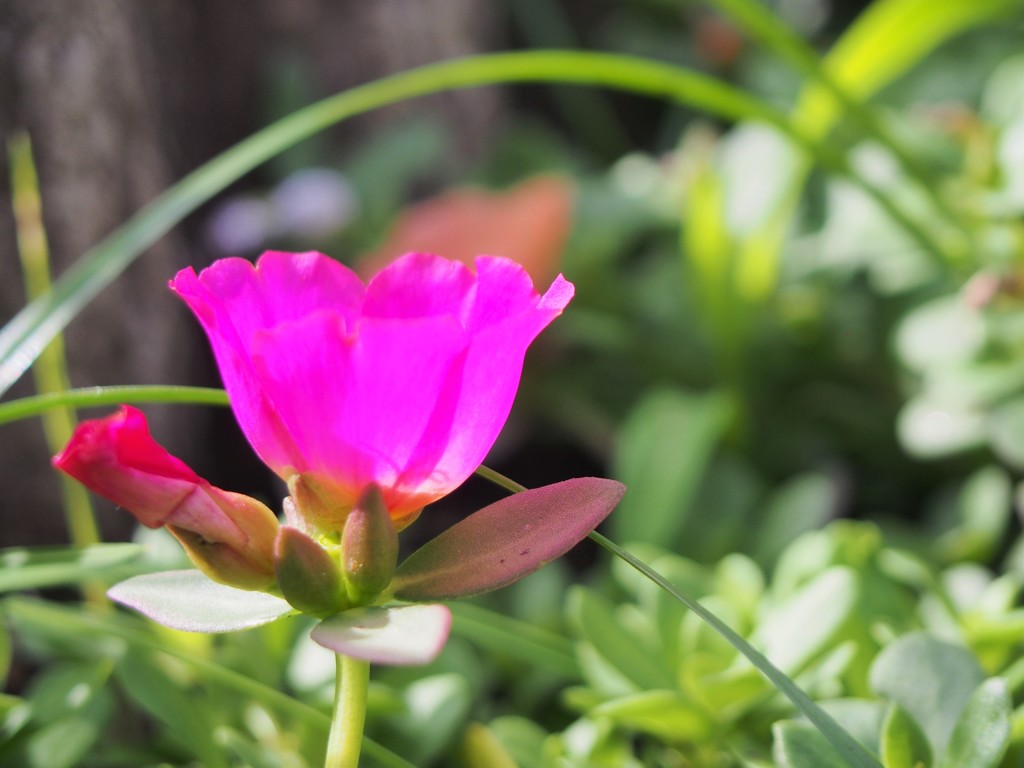 一輪の花