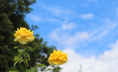 薔薇と空