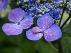 雨に打たれた紫陽花