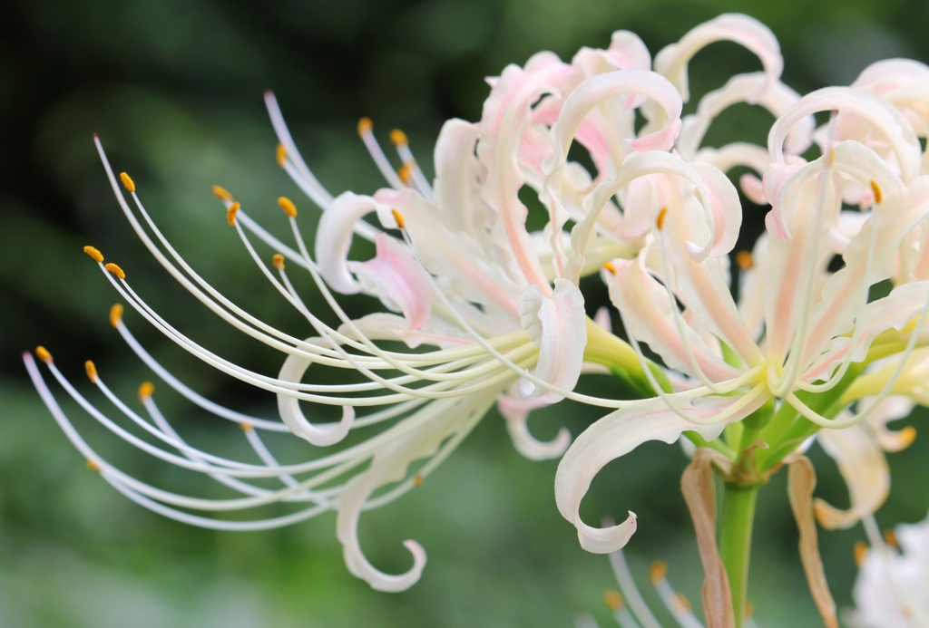 白い曼珠沙華