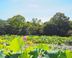 蕾見つけた