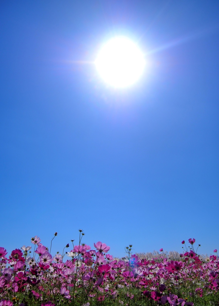 太陽の光を浴びて