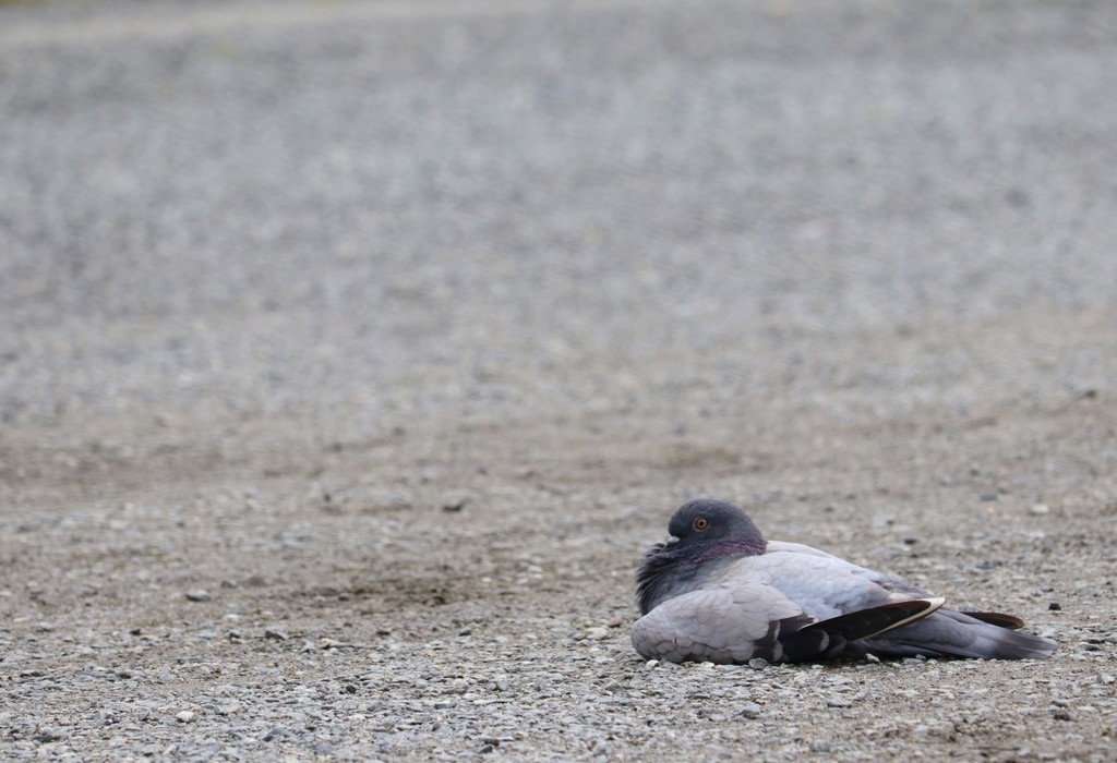 鳩の同化