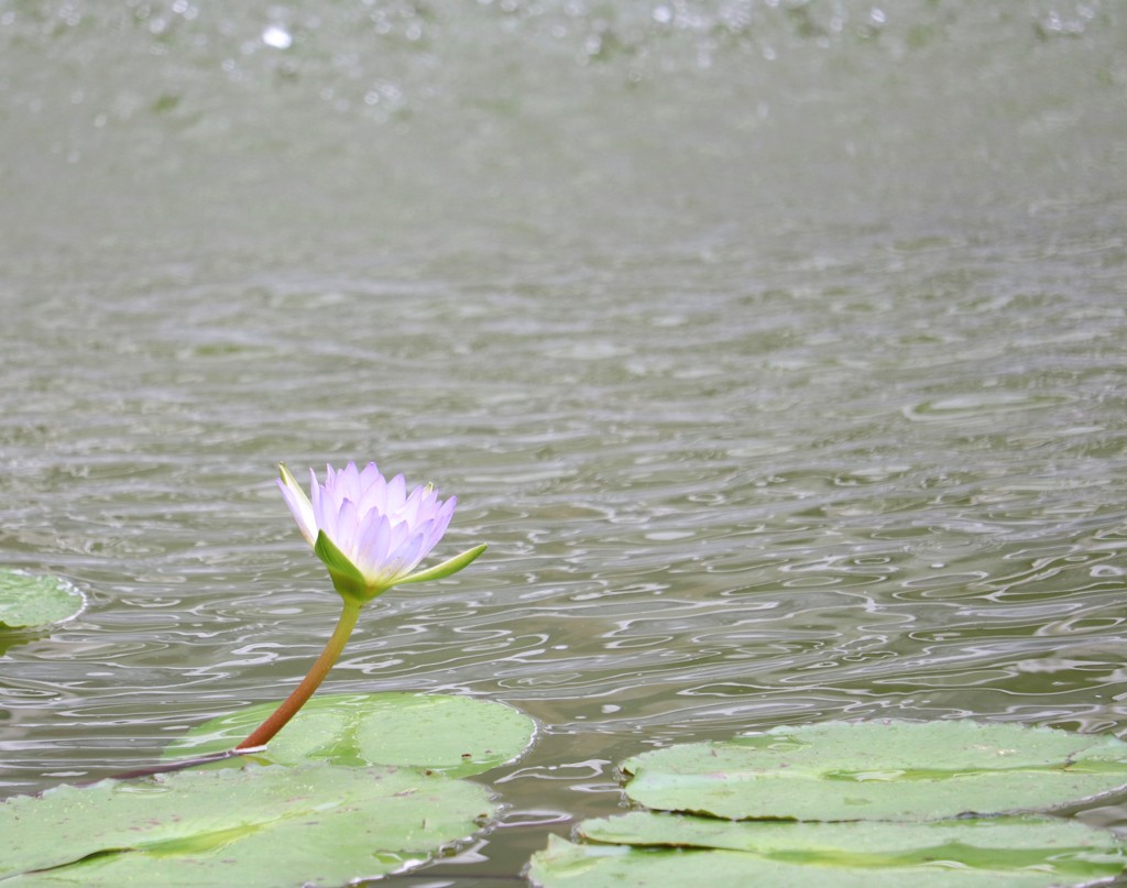 花の水浴び