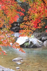 川と紅葉のコラボ