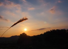 夕日