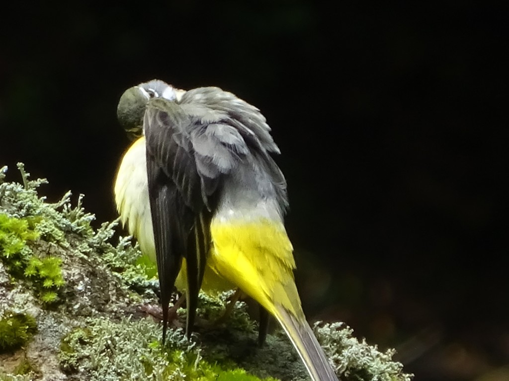 何の鳥２