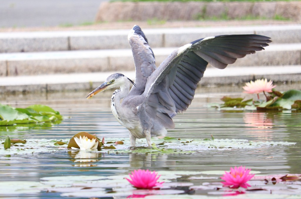 今から飛びま～す