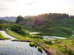 千早赤阪の棚田