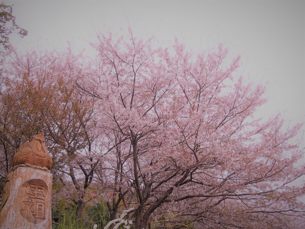 鶏と桜