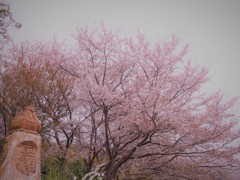 鶏と桜