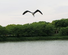 鳥さん