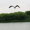 鳥さん