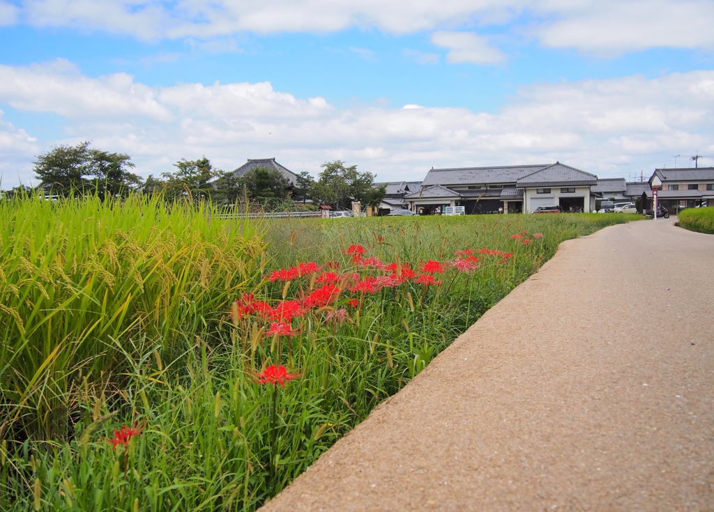 稲の横に