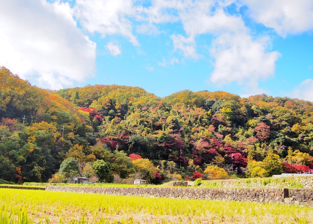 田んぼと山と紅葉