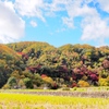 田んぼと山と紅葉