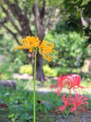 赤、黄色の曼珠沙華