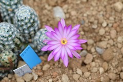サボテンの花２