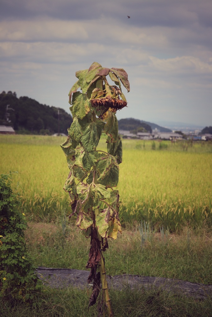 今年も頑張った