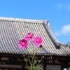 般若寺のコスモス