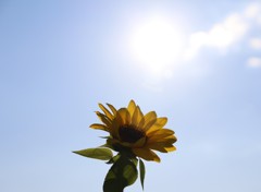 太陽とひまわり