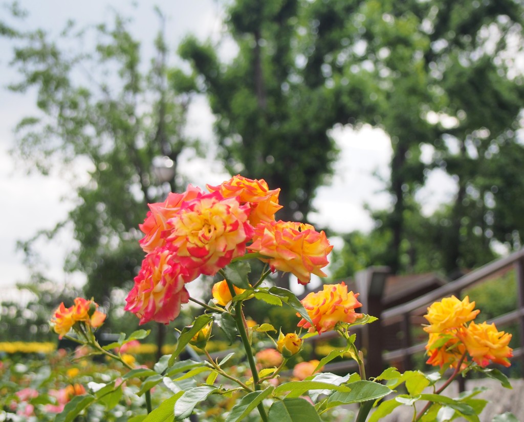 カラフルな薔薇