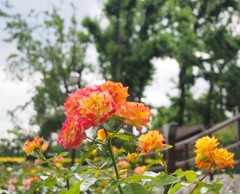 カラフルな薔薇