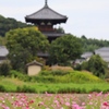 三重塔とコスモス