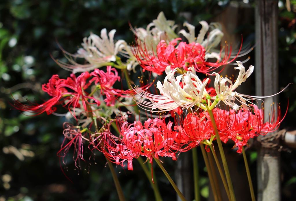 枯れかけた紅白の曼珠沙華