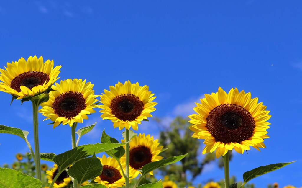 太陽に向かって