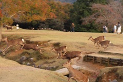 鹿の大移動