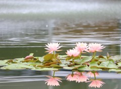 水面に咲く花