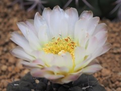 サボテンの花