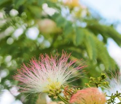 何の花