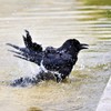 これぞからすの行水