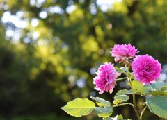 薔薇です