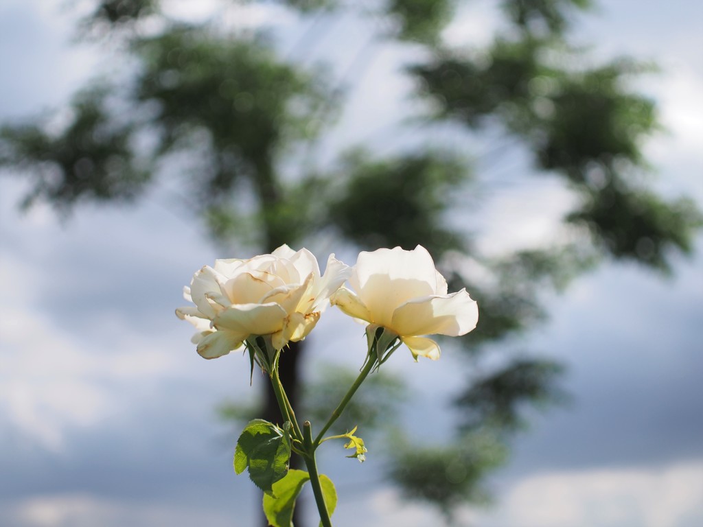 双子の薔薇