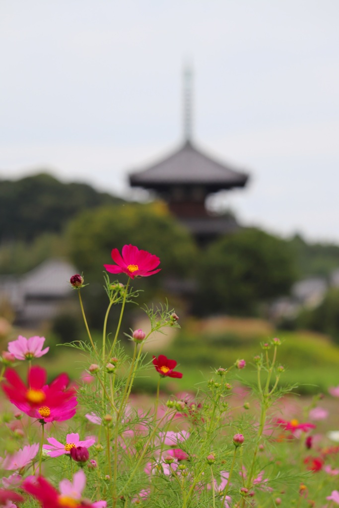 コスモスと三重塔