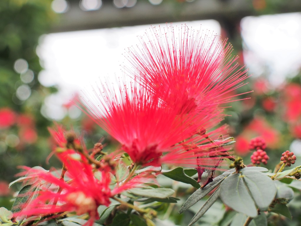 花？