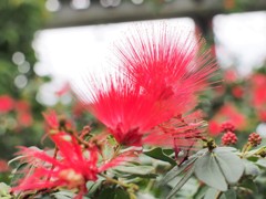 花？
