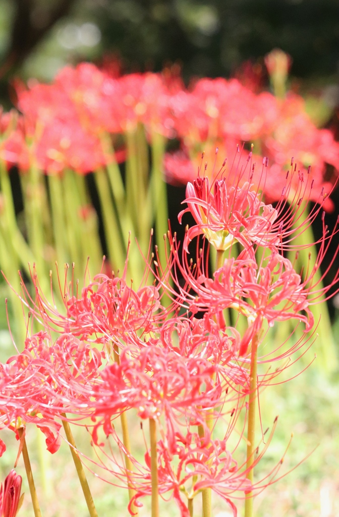 曼珠沙華