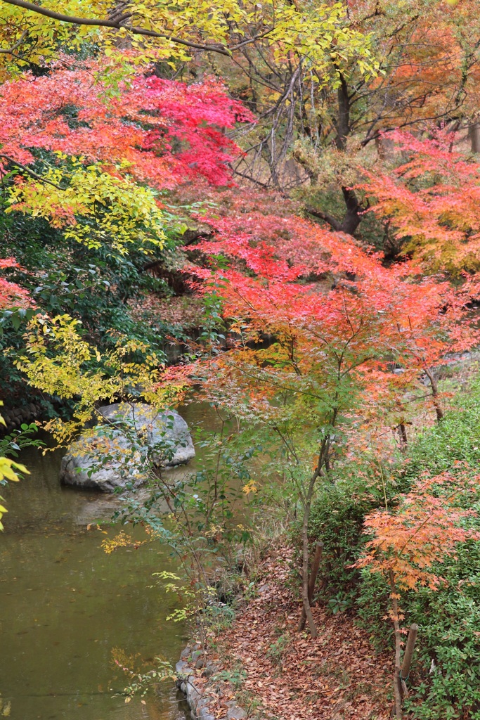 紅葉残ってた