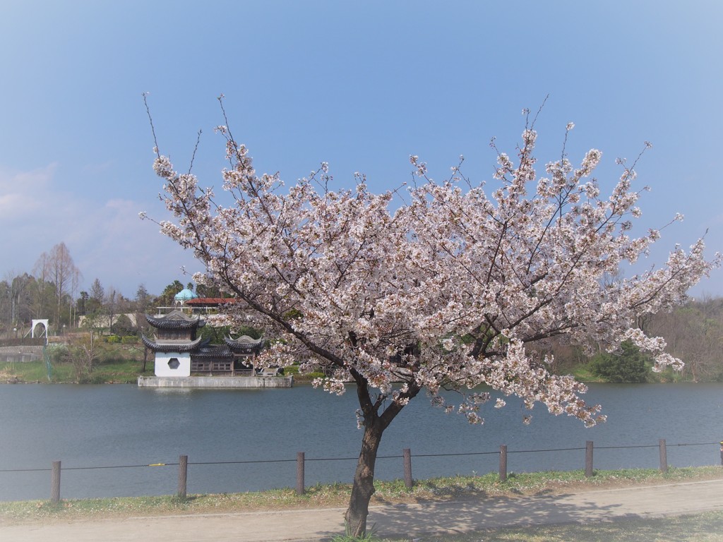 桜満開