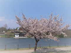 桜満開