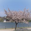 桜満開