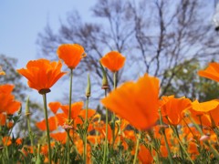 枯れ木と花