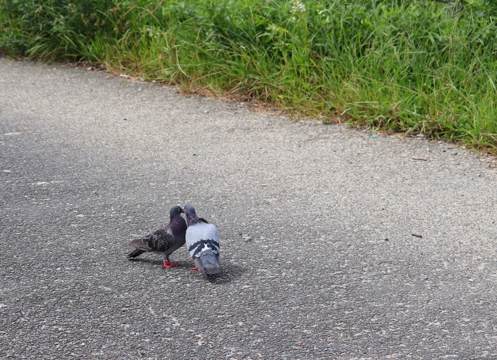 イチャイチャ鳩